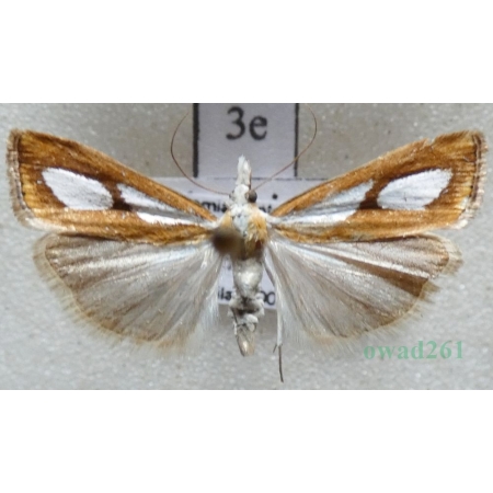 Catoptria pinella (Linnaeus, 1758) Czech3e